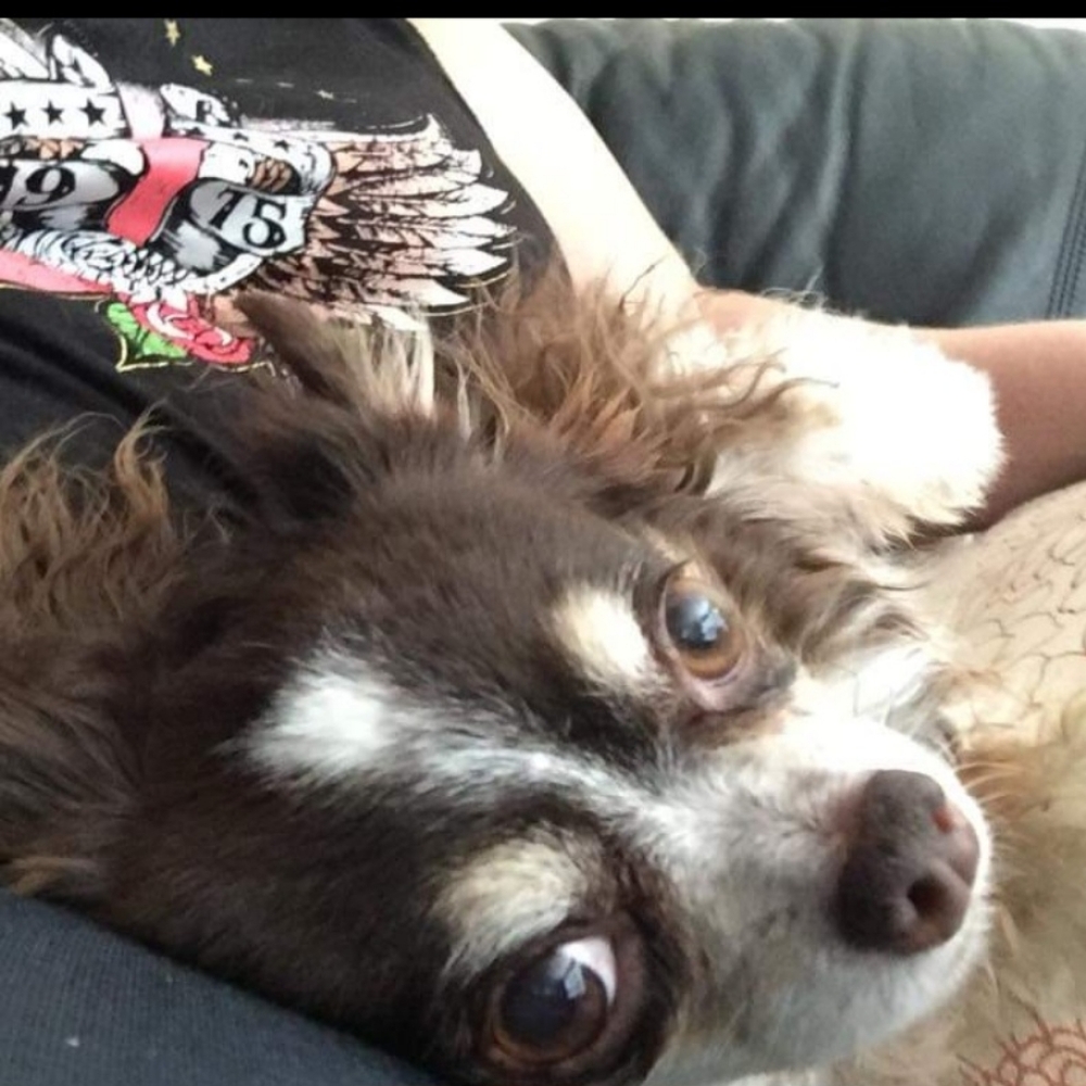 Meet your Posher, Minnie mouse